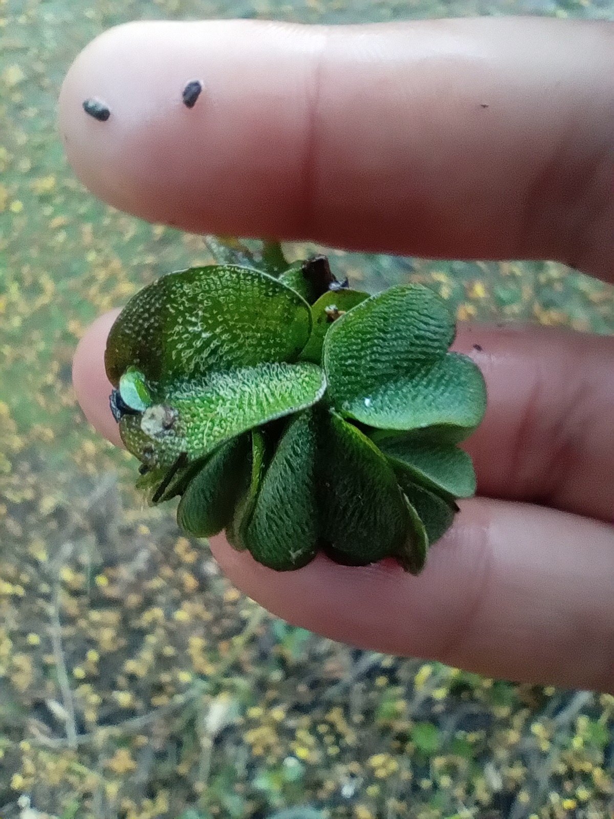Salvinia auriculata